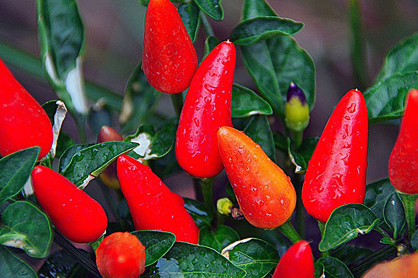 red peppers on bush
