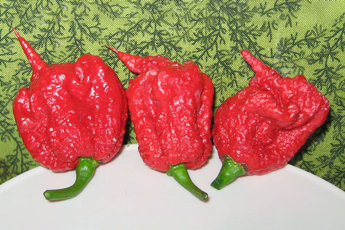 three short red peppers with bumpy skin