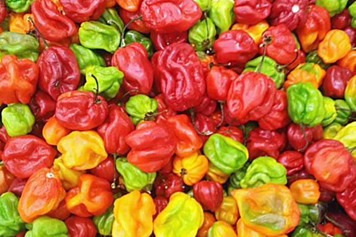 pile of short red, yellow, orange and green peppers