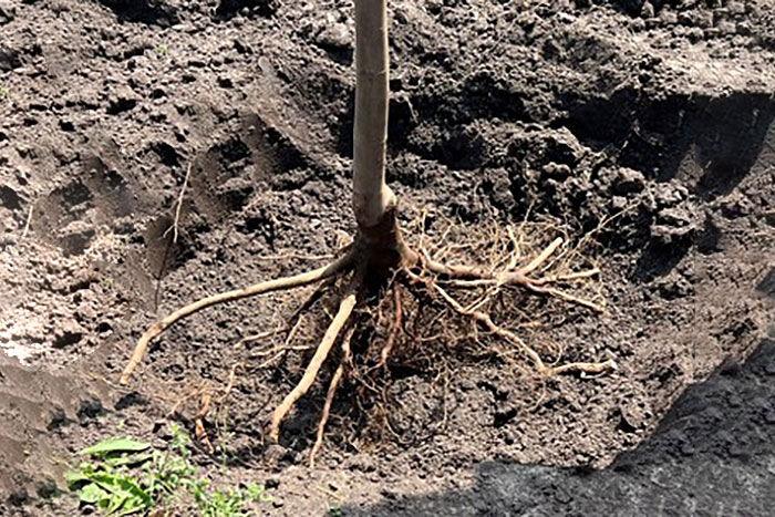 tree with exposed roots
