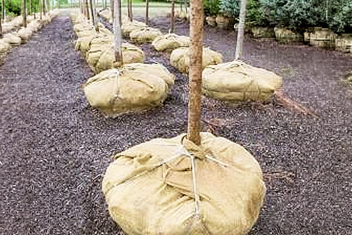 trees wrapped in burlap