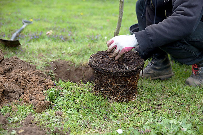 person holding tree after just removing from container