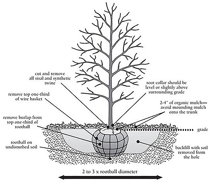 diagram of tree with burlapped root ball and proper planting dimensions