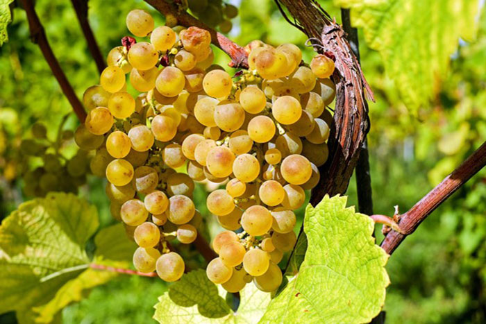 cluster of yellow grapes