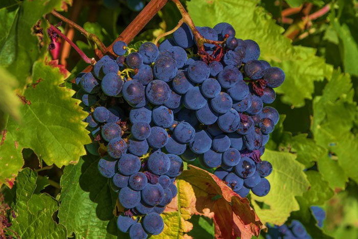 cluster of dark purple grapes