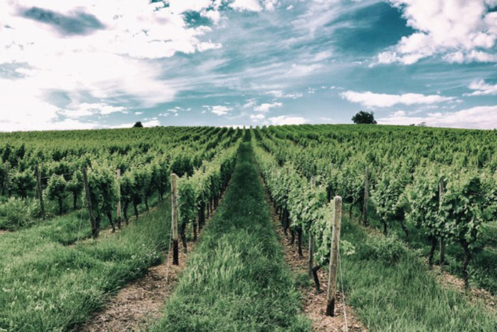grape vine rows in vineyard