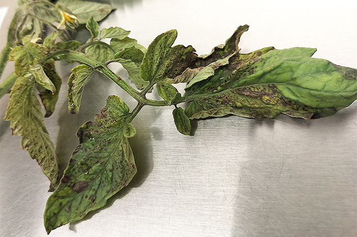 tomato plant with brown spots
