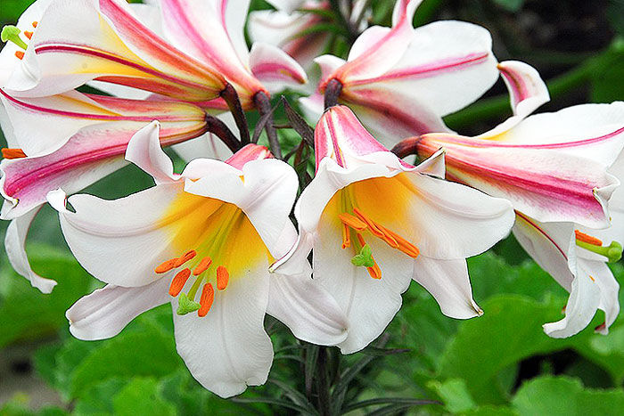 white flower with orange center and purple stripes