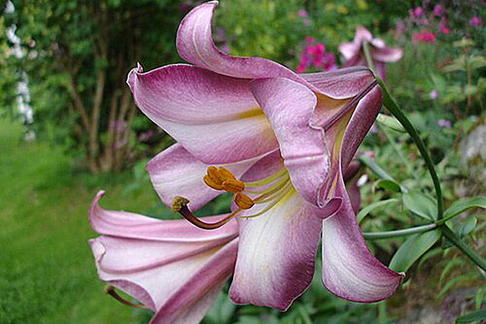 white flower with purple margins