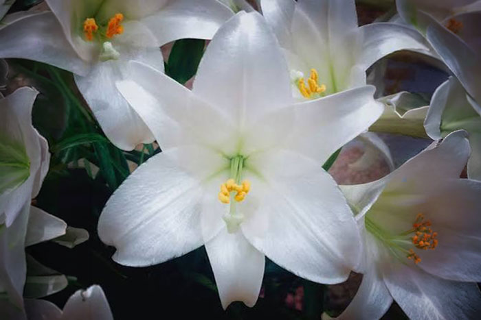 white flower with green center