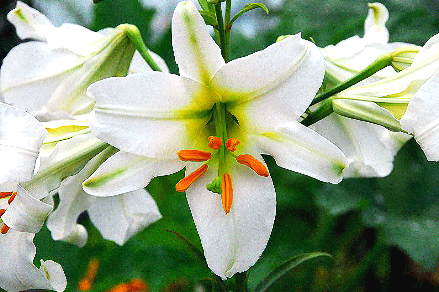white flower with orange center