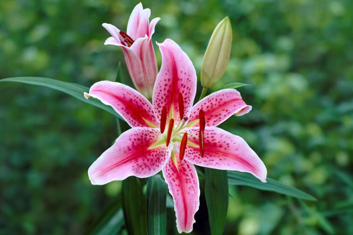 pink flower with white margins