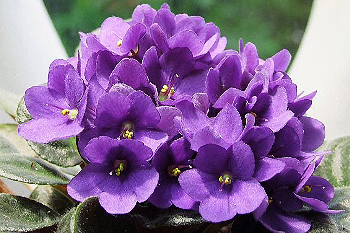 A.violet2.pixabay 