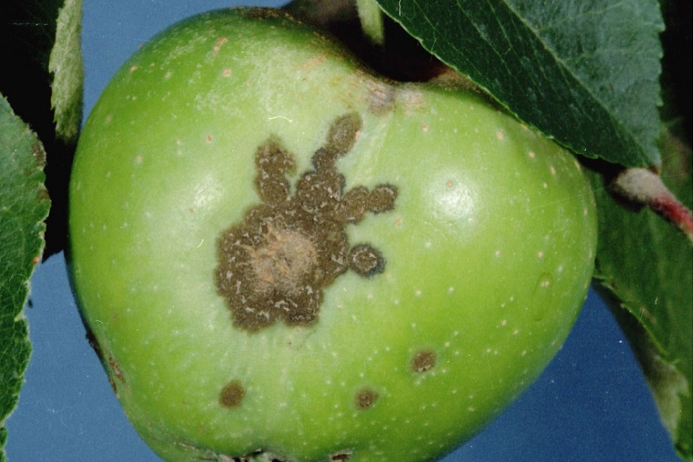 Scab-Resistant Apple Cultivars to Consider for Planting - Apple scab is ...