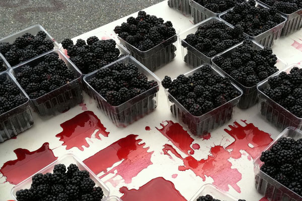 containers of blackberries on a table in puddles of blackberry juice caused by spotted wing drosophila