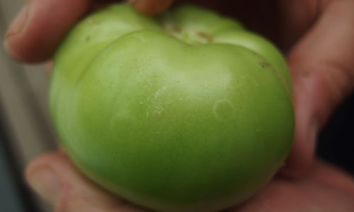 Green tomato fruit with several circular white marks from a plant that tested positive for TSWV