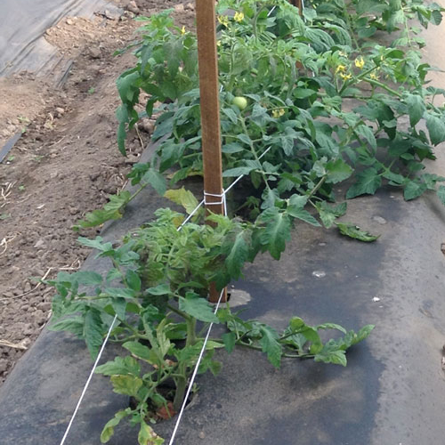 Tomato plant with Tomato Spotted Wilt Virus