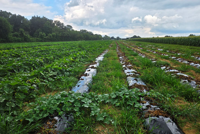 vegetable crop field