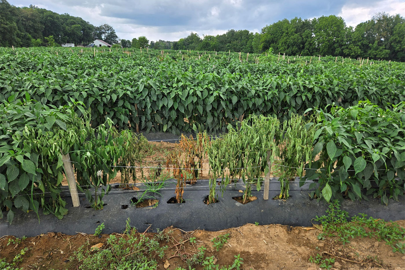 row in field with dead plants