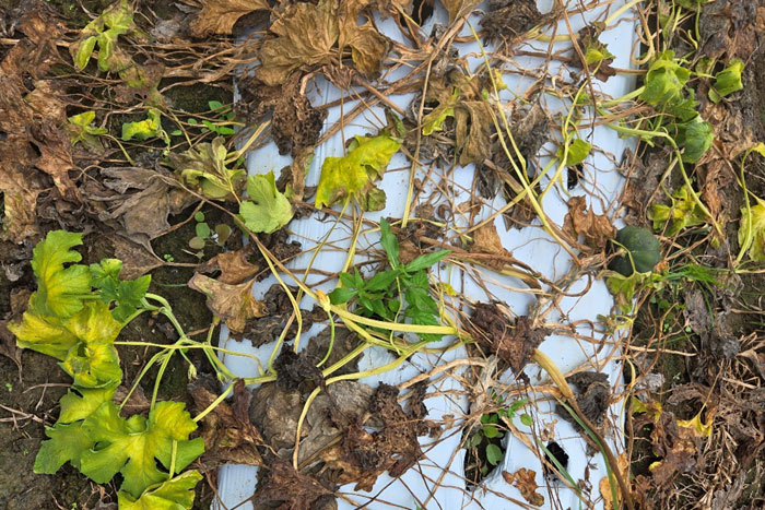 dead and diseased squash vines