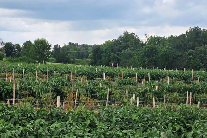 healthy rows of squash next to diseased rows