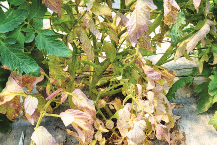 dead looking tomato plant next to healthy plants