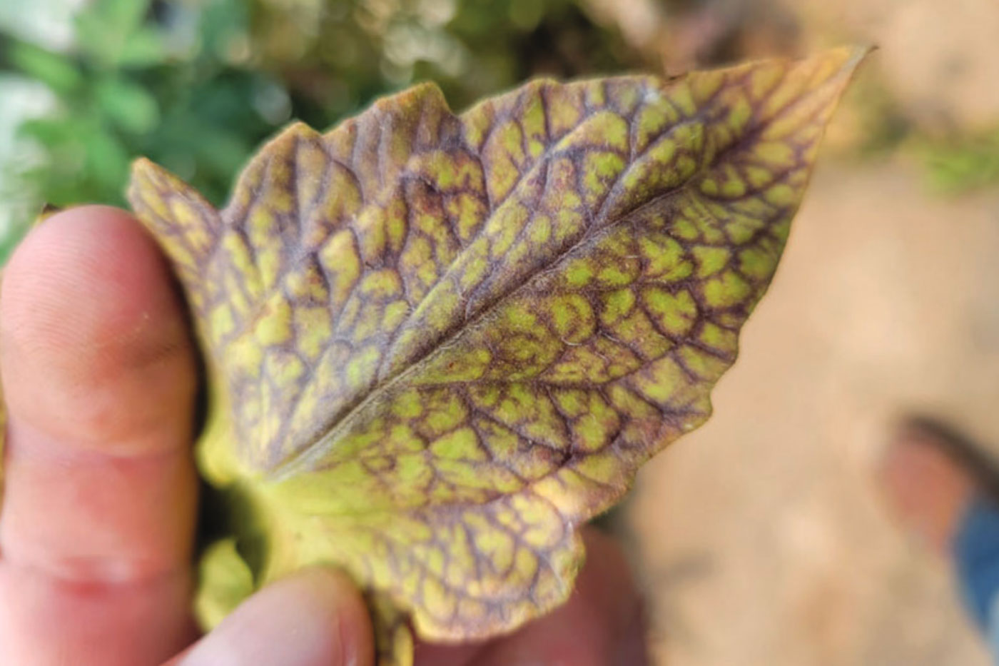 yellowing tomato leaf with purple veins