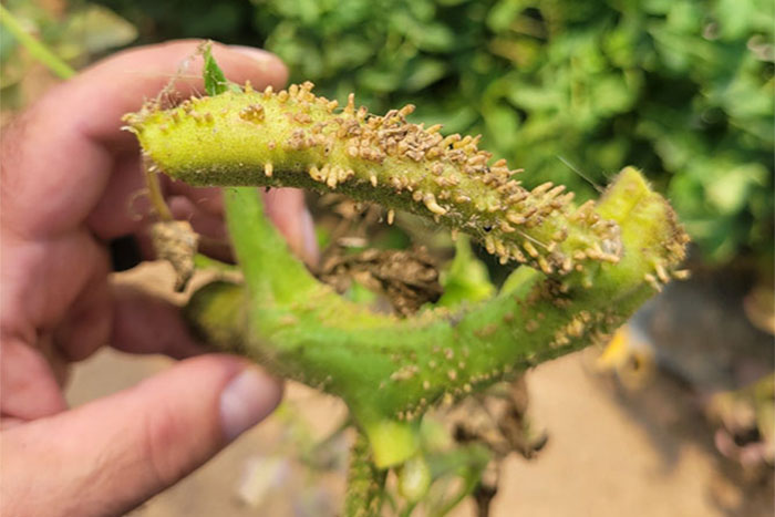 tomato root with growth nubs