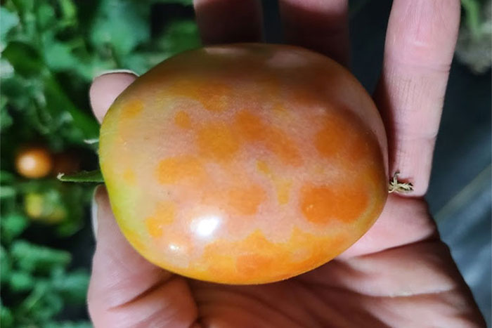 tomato with yellow spots