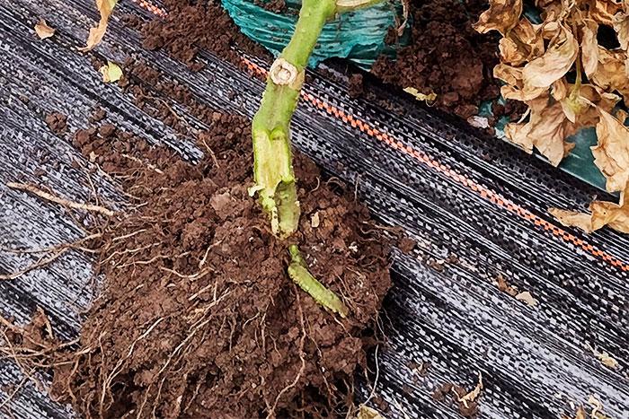 root ball of tomato plant with yellowed stalk