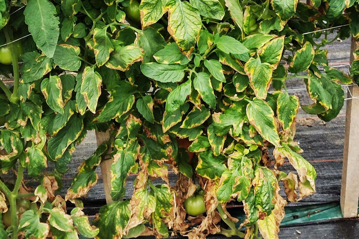 yellow leaf margins on tomato vine