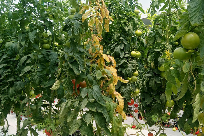 yellow leaves on tomato vine