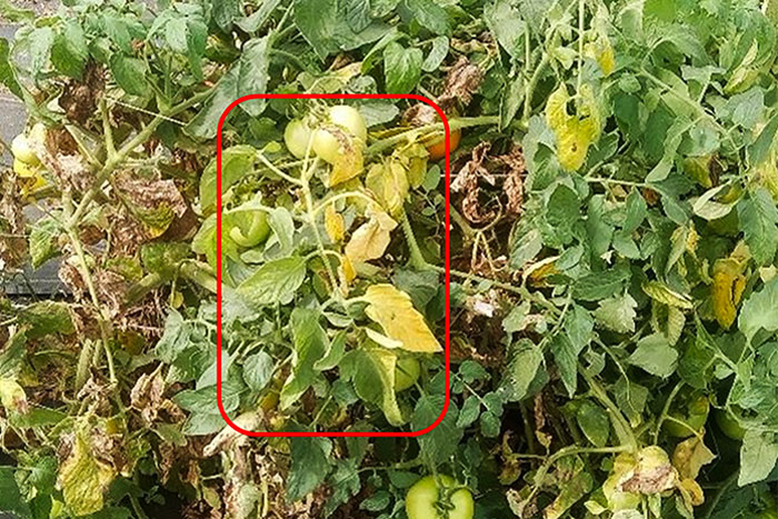 red box highlighting green tomato leaves next to  yellow leaves