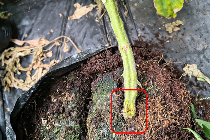 red box highlighting green tomato stalk with yellow spot