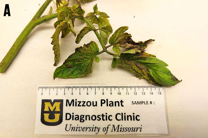 tomato leaves on vine with brown patches and ruler with MU Mizzou Plant Diagnostic Clinic University of Missouri logo