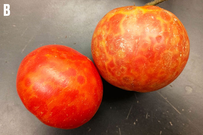 two red tomatoes with varying degrees of yellow blotches