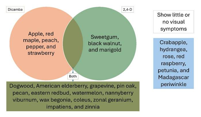 A Venn diagram comparing plants sensitive to the herbicides Dicamba and 2,4-D. The left orange circle for Dicamba lists apple, red maple, peach, pepper, and strawberry. The right green circle for 2,4-D lists sweetgum, black walnut, and marigold. The overlapping central intersection labeled 'Both' points to a lower box listing highly sensitive plants including dogwood, American elderberry, grapevine, pin oak, pecan, eastern redbud, watermelon, nannyberry viburnum, wax begonia, coleus, zonal geranium, impatiens, and zinnia. A separate blue box to the right lists plants that show little or no visual symptoms: crabapple, hydrangea, rose, red raspberry, petunia, and Madagascar periwinkle.