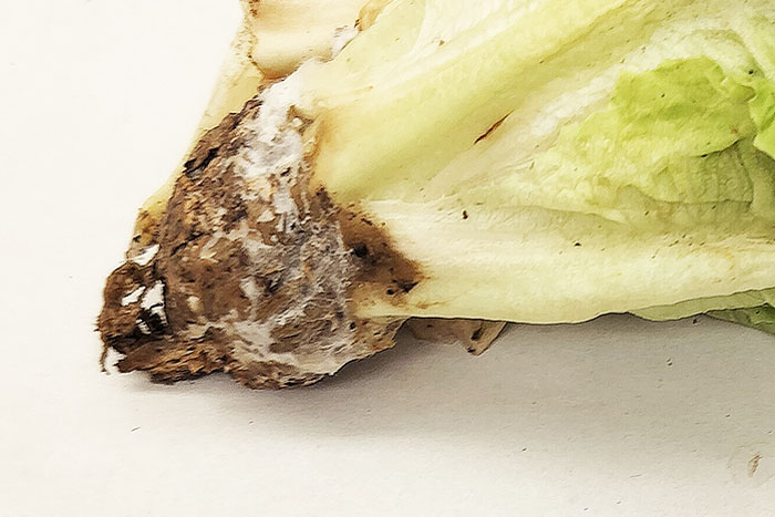 base of lettuce head with white fuzzy mold