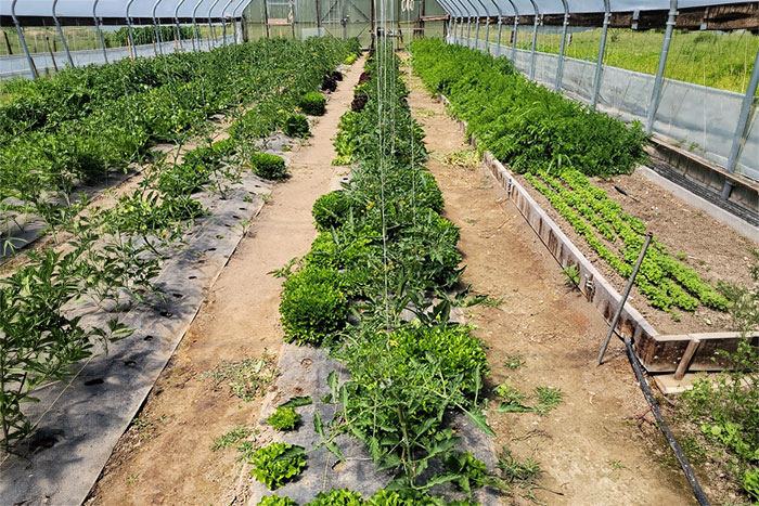 inside of greenhouse with rows of tomatoes lined with lettuce on both sides