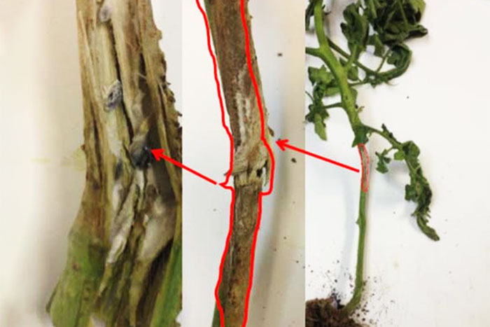 images zooming in with a progression of arrows to show location of disease on tomato stem circled in red 