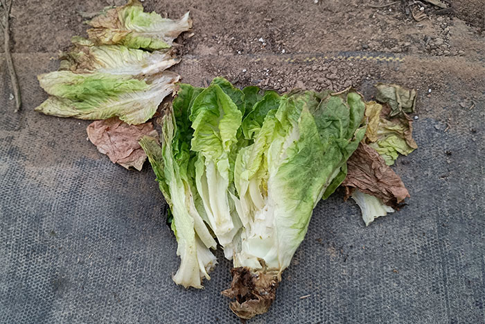 decaying lettuce head with most of leaves pulled off and displayed