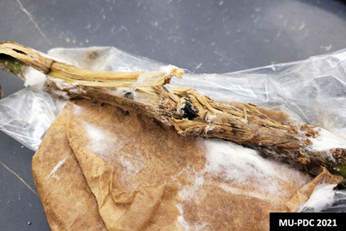 decayed tomato stem with dark chunks and white fuzzy mold