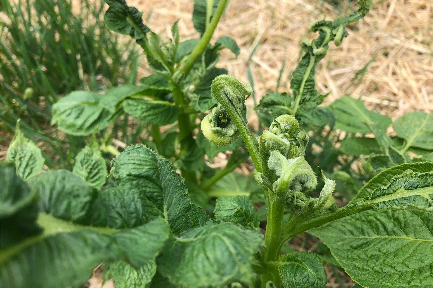 Don't Let Contaminated Amendments Spoil Your Soil and Your Season -  Herbicide contamination of garden amendments is not a new problem, but it's  one that impacts growers across Missouri every year and