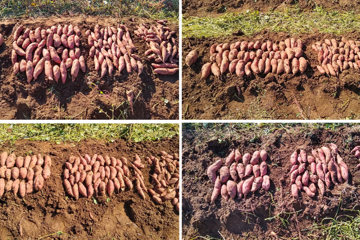 Sweet Potato Field Planting Date Influences Yield in Missouri Sweet