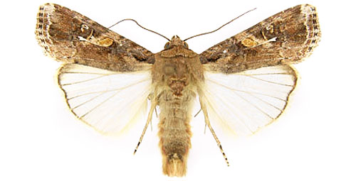 Beet Armyworm wings spread