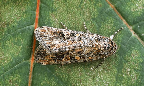 Beet Armyworm wings closed