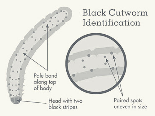 Black Cutworm illustration to show pale band along top of body, two black stripes on head, and the uneven paired spots