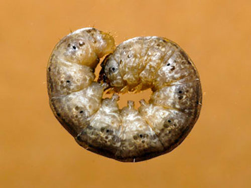 Black Cutworm curled up larvae
