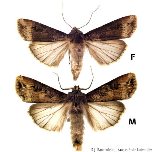 Black Cutworm wings spread, male and female