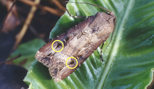 Black Cutworm dagger identification with wings closed
